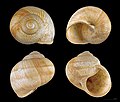   Helix pomatia shell