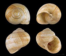 View of a shell of Helix pomatia Helix pomatia MHNT.ZOO.2002.0.33.jpg