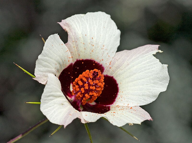 File:Hibiscus caesius.jpg