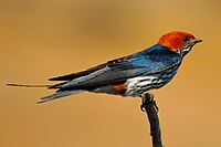 Lesser striped swallow, a common bird which has adapted to urban areas Hirundo abyssinica.jpg