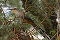 Coccyzus longirostris est une des espèces endémiques d'oiseaux de l'île d'Hispaniola, et plus particulièrement de la forêt vierge du Grand Bois (2009) ;