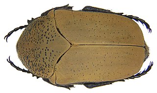 <i>Hologymnetis</i> Genus of beetles