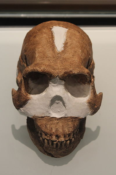 File:HomoNalediSkull.jpg