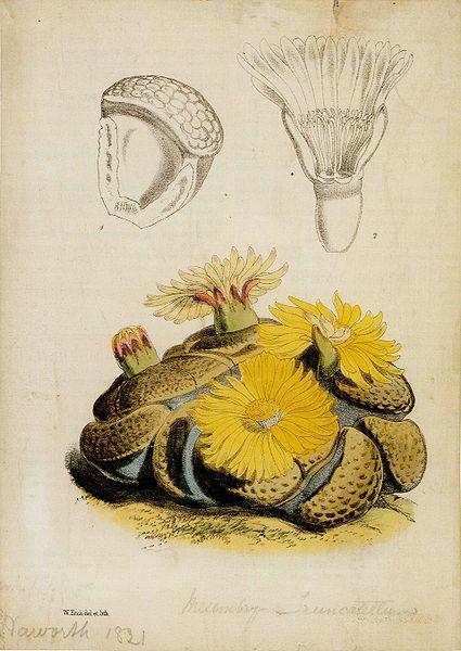 File:Hooker-Lithops-drawing.jpg