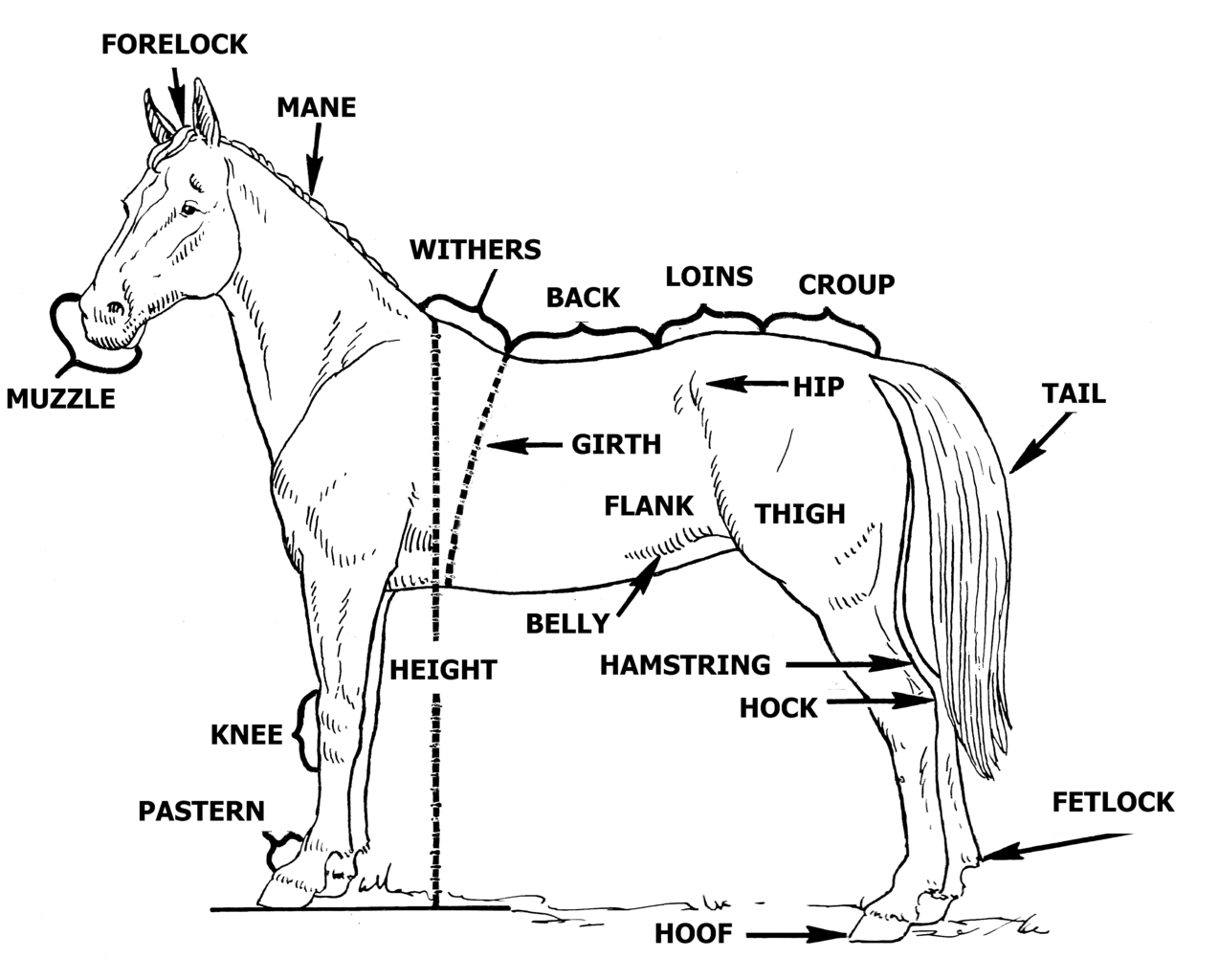 horse parts diagram