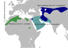 Houbara map.svg