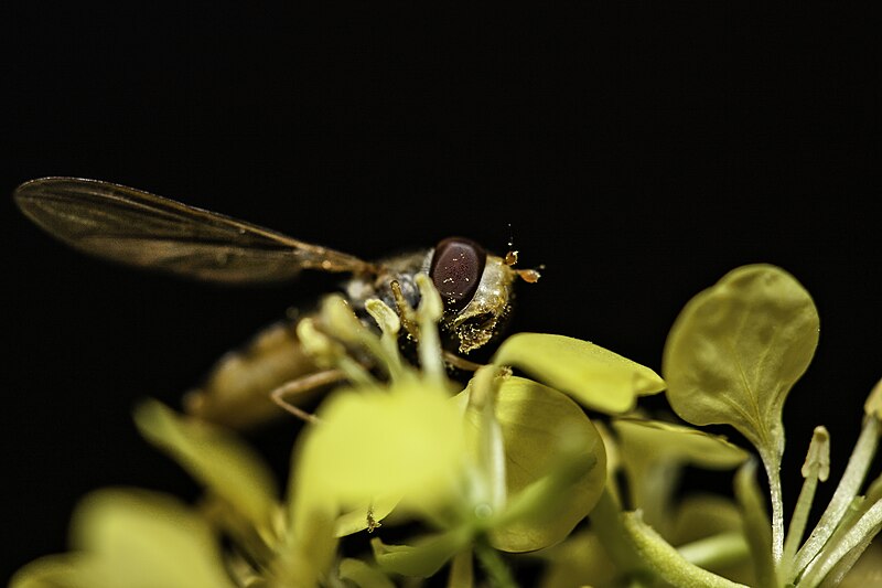 File:Hoverfly with pollen.jpg