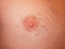 Human nipple.jpg