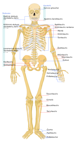 Human skeleton front lt.svg