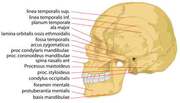 Crâne (anatomie humaine) — Wikipédia