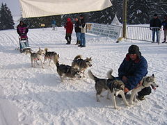 Course de musher et de chiens d'attelage.