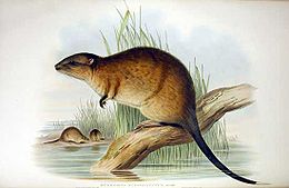 Auksapilvė žiurkė (Hydromys chrysogaster)