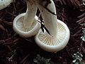 Hygrophorus agathosmus