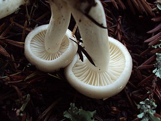 The cap margin of young mushrooms are rolled inwards. Hygrophorus agathosmus 70362.jpg