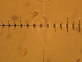Spores at 1000x magnification. Each minor division equals 1 um. Hygrophorus agathosmus 70364.jpg
