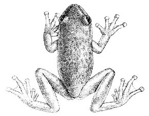 Descrizione dell'immagine Hyloscirtus albopunctulatus.jpg.