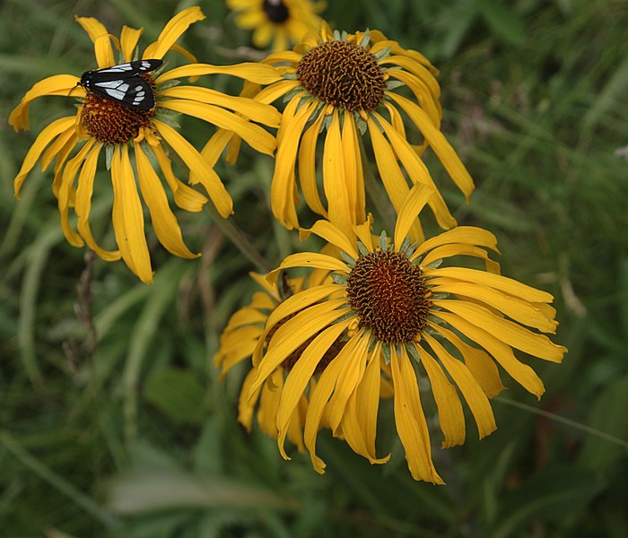 File:Hymenoxys hoopesii flora1.jpg