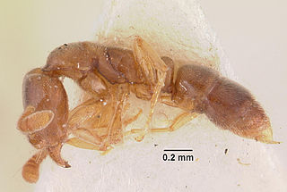 <i>Hypoponera ragusai</i> Species of ant