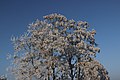 Ice-covered tree - panoramio (5).jpg