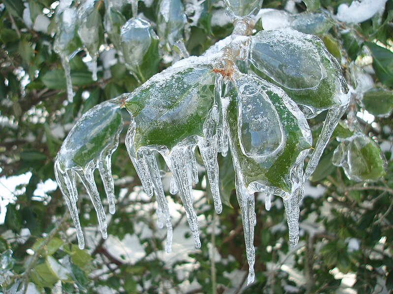 File:Iced holly tree.jpg