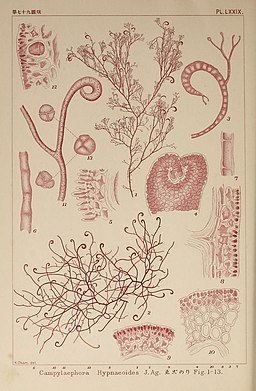 Icones of Japanese algae (Pl. LXXIX) (6050472100)