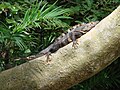 Garrobo, Iguana Nera