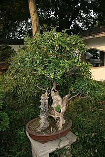 <i>Ilex cornuta</i> species of plant