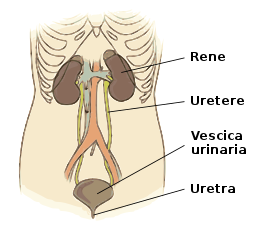 Illu urinary system it.svg