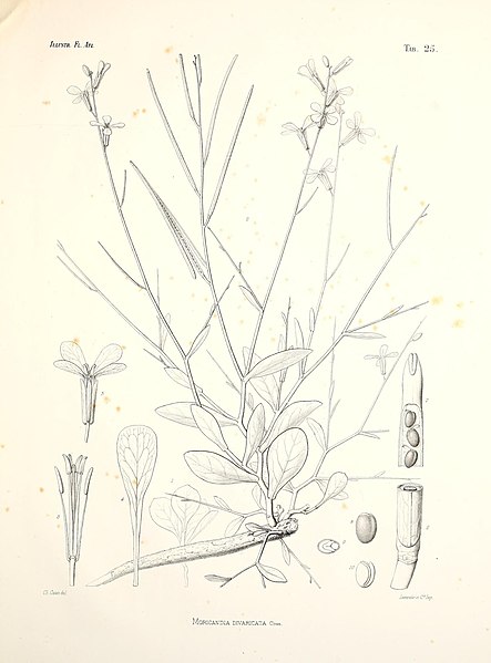 File:Illustrationes florae Atlanticae (Tab. 25) (7159565845).jpg
