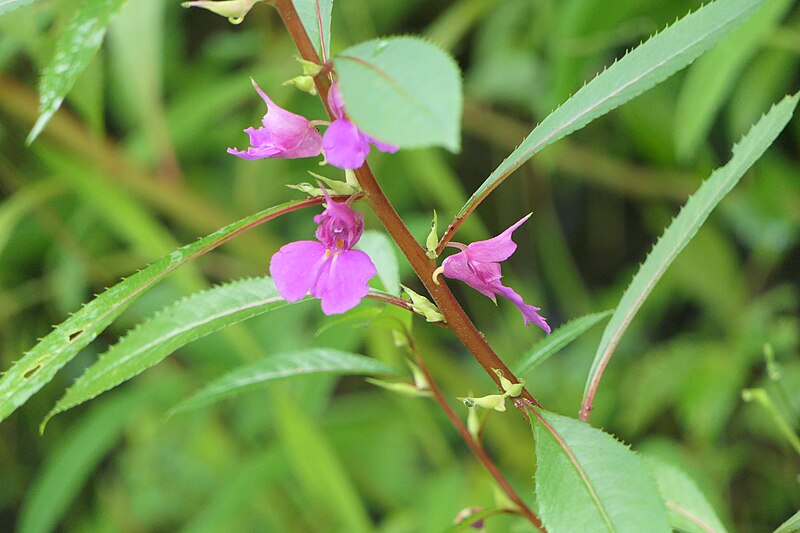 File:Impatiens rosea Lindl. (53186486110).jpg