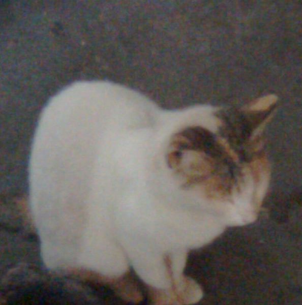 File:Indian-cat.jpg