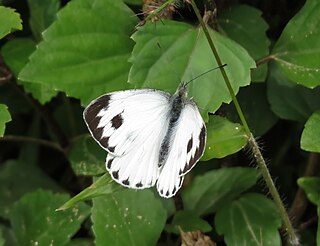 <i>Pieris canidia</i> Species of butterfly