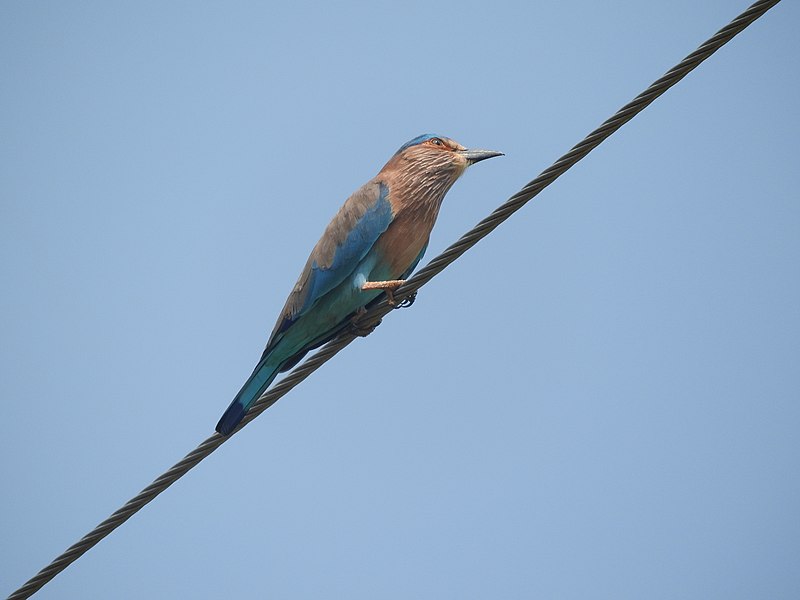 File:Indian Roller-2-selvapuram-coimbatore-India.jpg