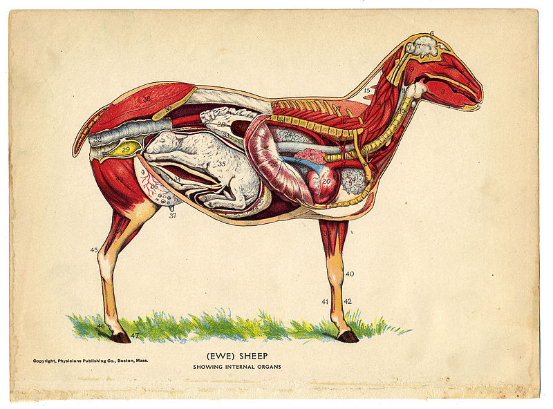 File:Interior of a sheep from The Household Physician, 1905 (14147283520).jpg