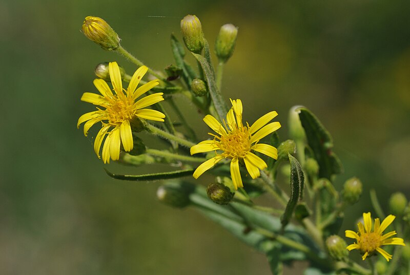 File:Inula viscosa - Strong-Smelling Inula.JPG