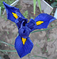 Iris × hollandica 'Blue Pearl'