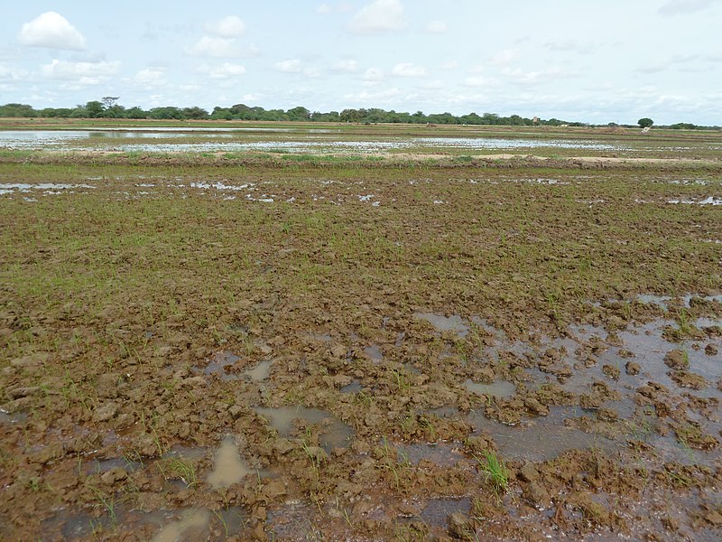 File:Irrigated rice cultivation in the Senegal River Valley - panoramio (60).jpg