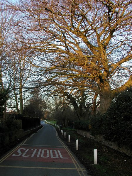 File:Ivy Lane at Dawn - geograph.org.uk - 713983.jpg