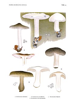 Різні види Tricholoma