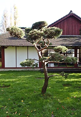 Japanese garden on the Île de Versailles in Nantes, France