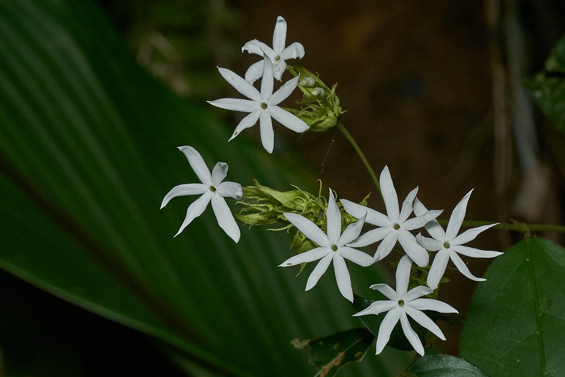 Jasminum malabaricum