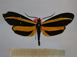 Josiomorpha penetrata