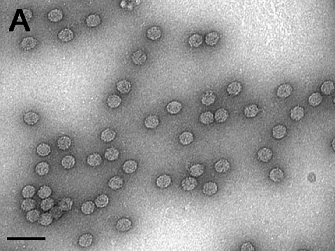 Caulimovirus