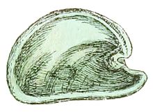 Drawing of the interior of the right valve of the shell of "Julia borbonica". Julia borbonica shell 3.jpg