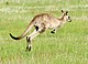 Jumping Eastern Grey Kangaroo
