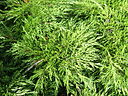 Juniperus sabina cult1