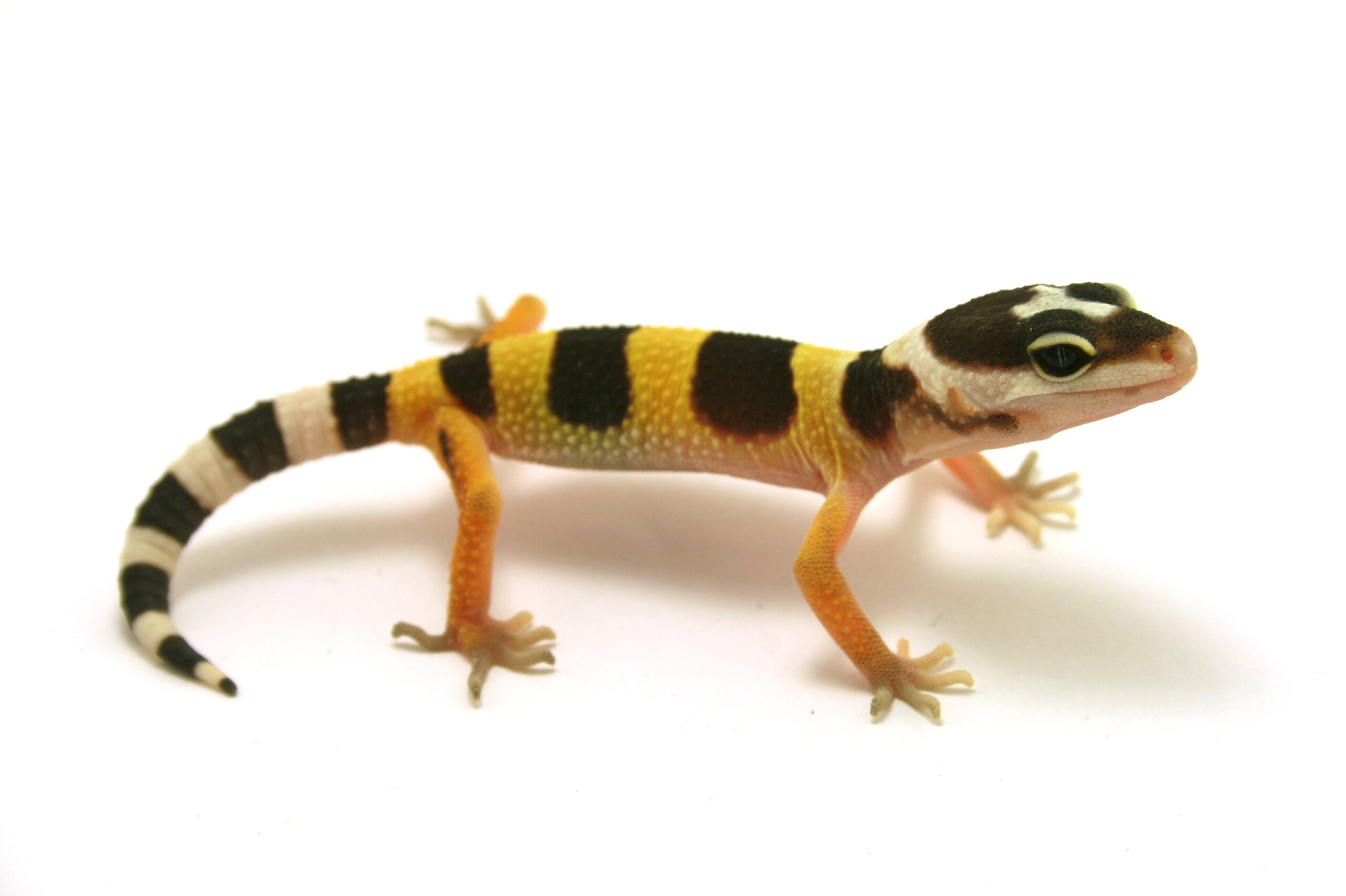 Leopard gecko outfits ✔ 2018 Leopard Gecko Hatchling Update 