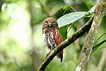 Thumbnail for Chestnut-backed owlet