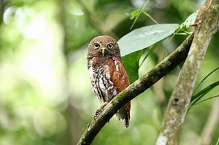 <span class="mw-page-title-main">Chestnut-backed owlet</span> Species of owl