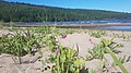 Lathyrus on the beach